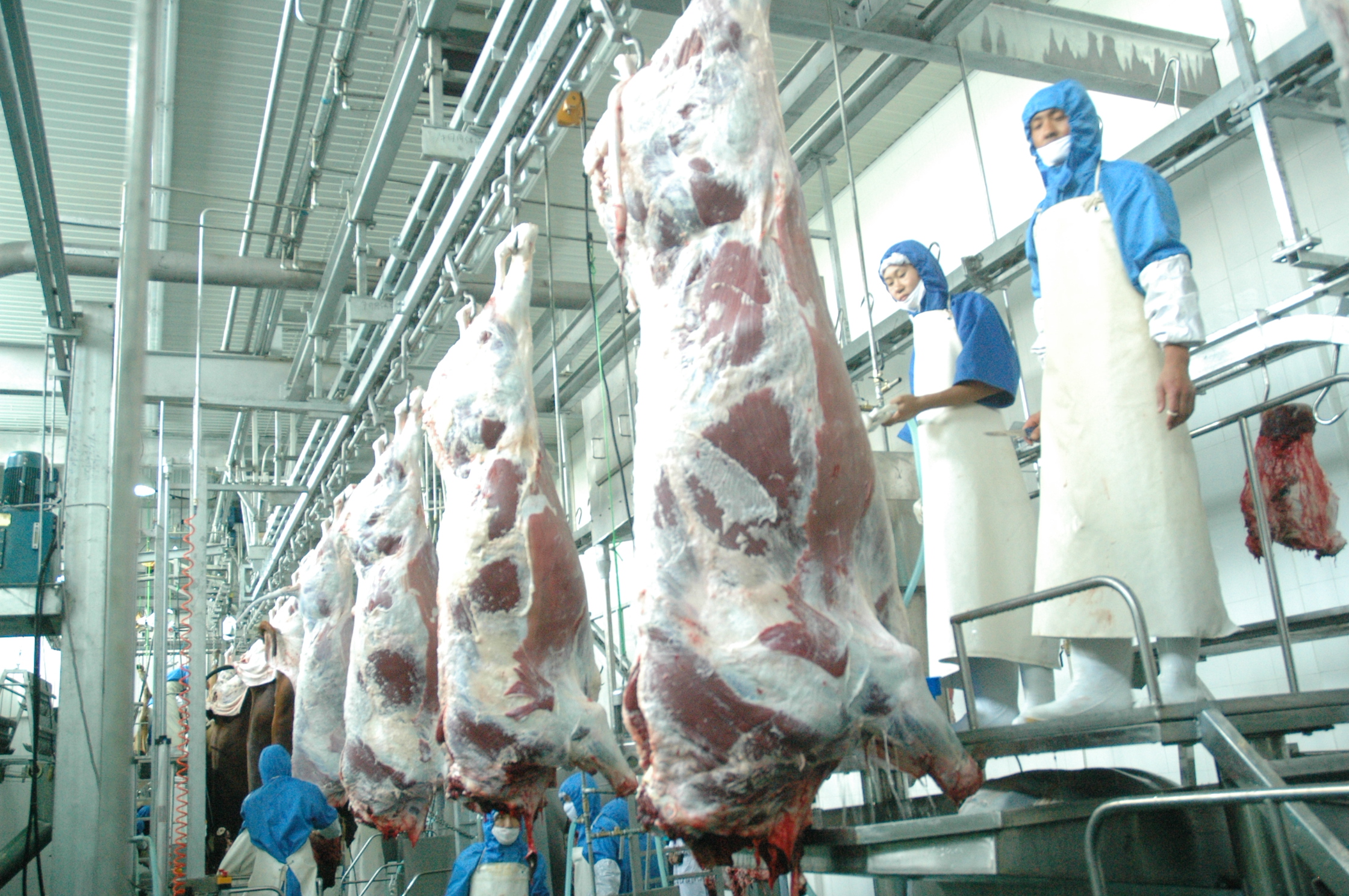 肉牛機械化定點屠宰廠的優勢